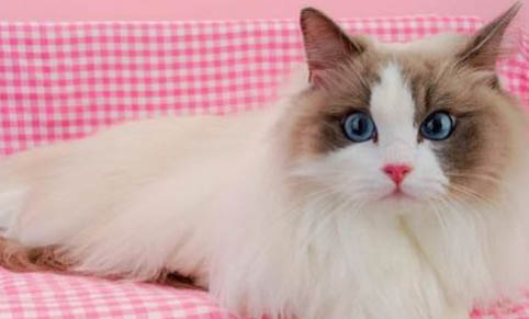怎么挑选布偶猫幼崽?