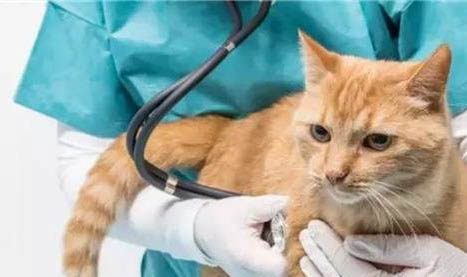 猫咪睡觉手脚抽搐是怎么回事