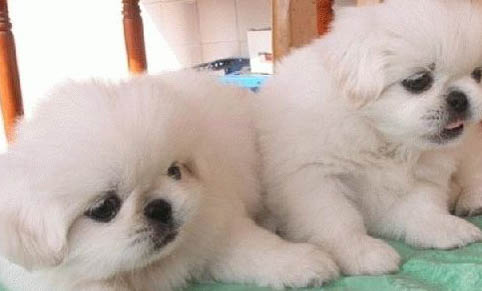 京巴犬多少钱一只幼崽