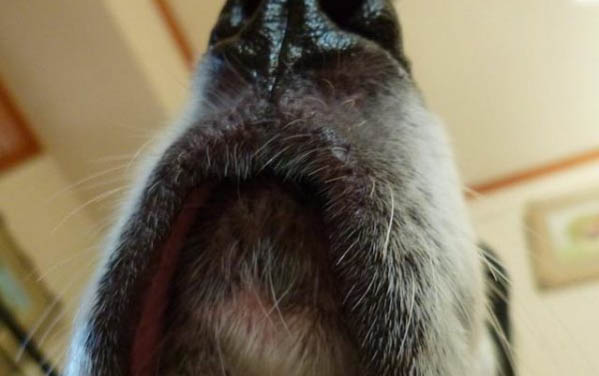猫咪为什么嘴巴黑黑的呢