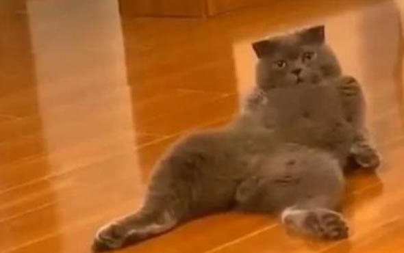 猫咪吐水有白沫是什么情况