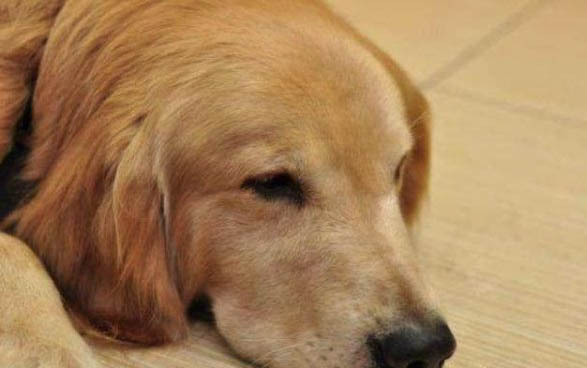 狗狗体外驱虫后可以抱吗