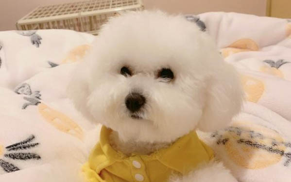 狗狗吐黄水带泡沫吃什么药管用