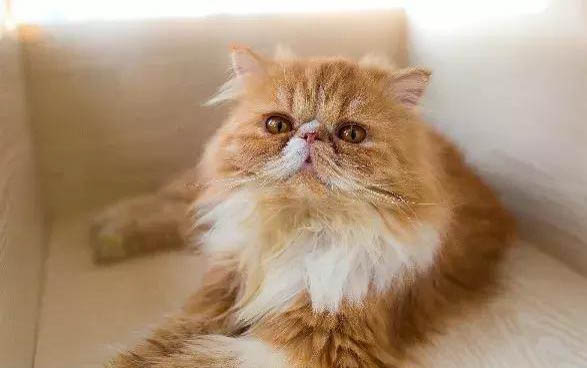 猫为什么会埋自己的屎