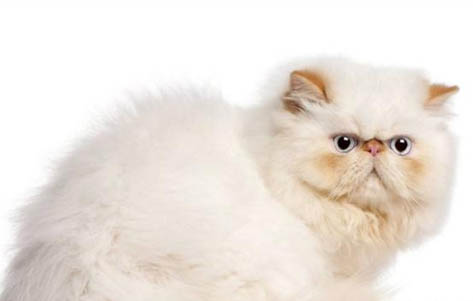 猫咪注射麻醉后多久可以完全清醒