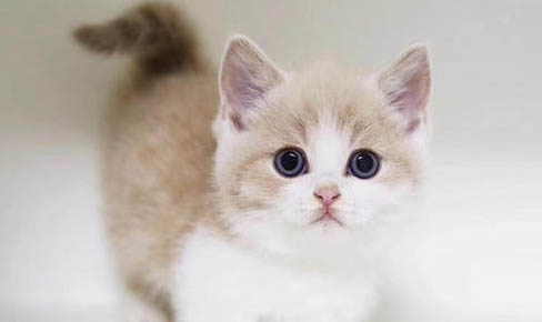 为什么矮脚猫死亡率高