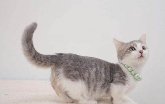 小猫拉稀了怎么办