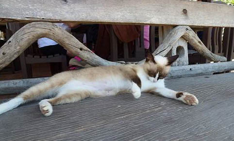猫咪感染了寄生虫怎么办