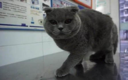 猫咪食欲下降但很精神意味着什么