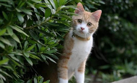 流浪猫可以吃生菜吗