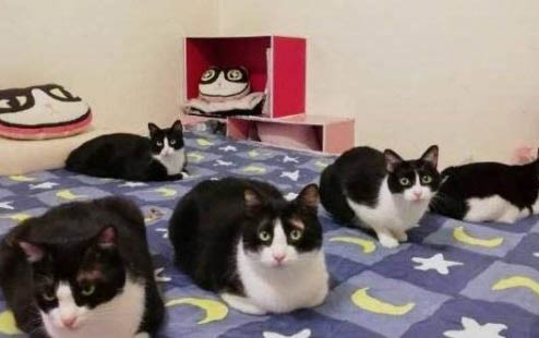 猫不喜欢主人的表现