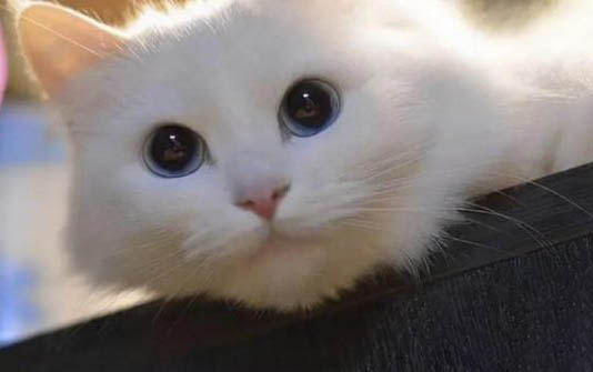 猫可以用什么洗澡