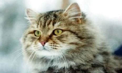 西伯利亚森林猫价钱图片,纯种西伯利亚猫多少钱一只
