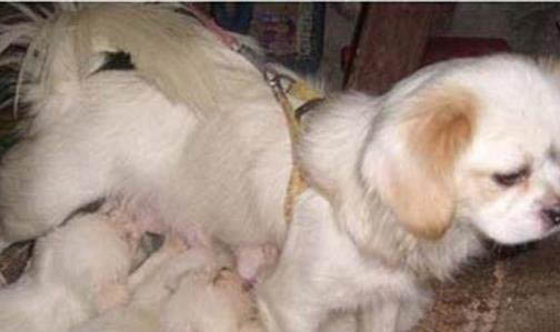 幼犬金毛多少钱一只