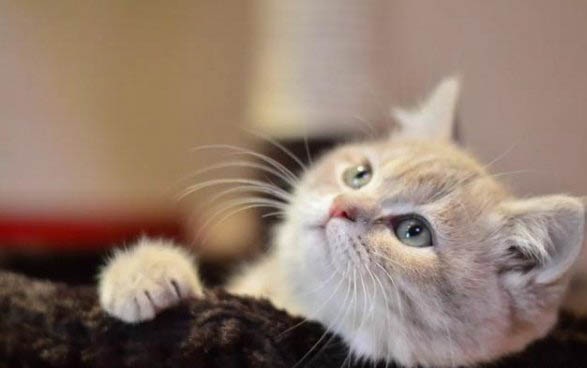猫皮肤上有黑点掉毛的原因及处理方法