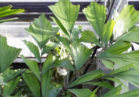 冬天钓鲤鱼钓深水还是浅水