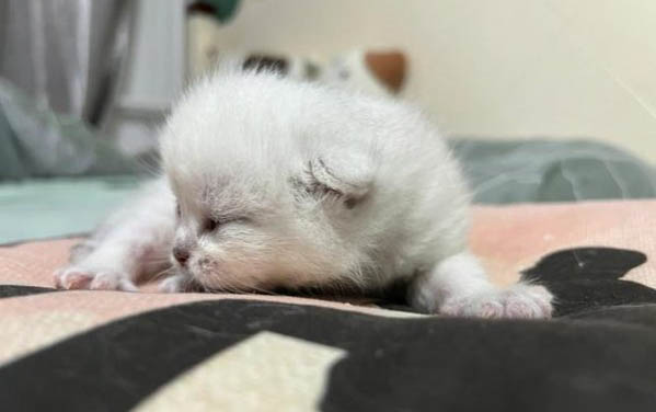 猫咪牙龈肿痛用什么药