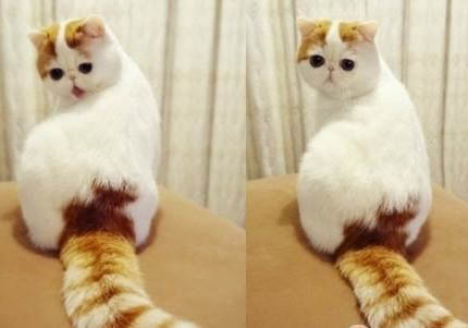加菲猫第一胎能生几只