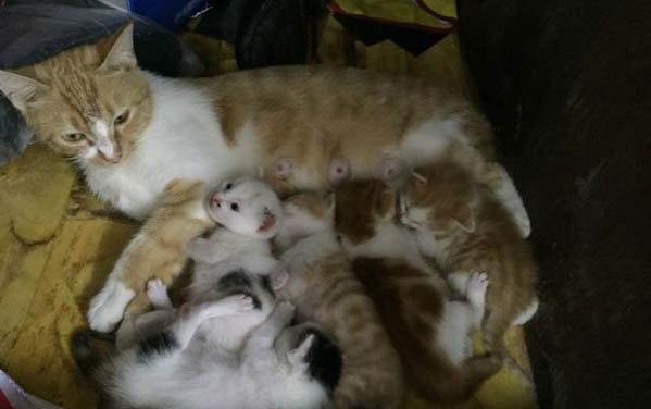 为什么要围绕大猫吐猫粮