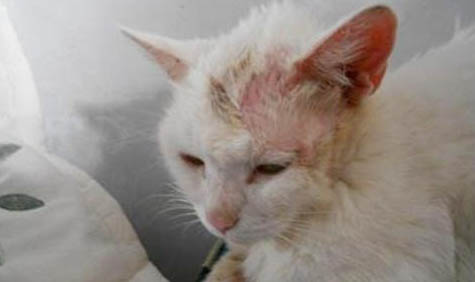 上海正规布偶猫舍猫