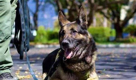 8种军犬训练口令手势