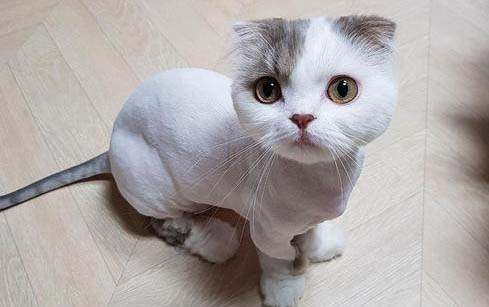 小猫多大才可以吃奶糕?