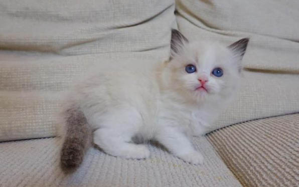 小猫掉毛严重，你需要知道的三件事