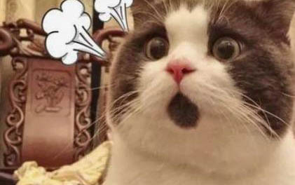 猫咪拉稀带血但精神很好如何处理