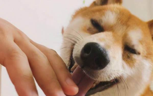 狗狗耳朵掉毛秃了怎么治疗好