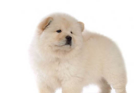 松狮犬细小症原因及处理方法