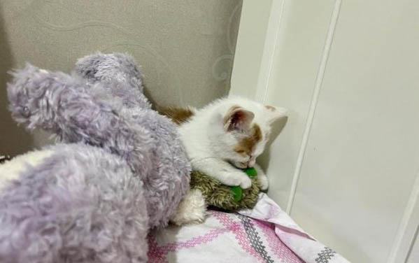 刚出生的小猫一次喂多少奶