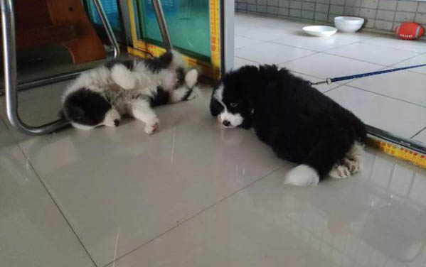 三个月大的巴哥犬一天睡多久合适