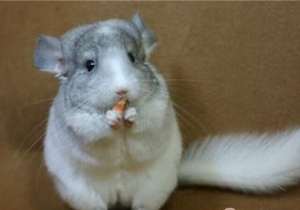 宠物龙猫多少钱一只,养龙猫一个月花多少钱