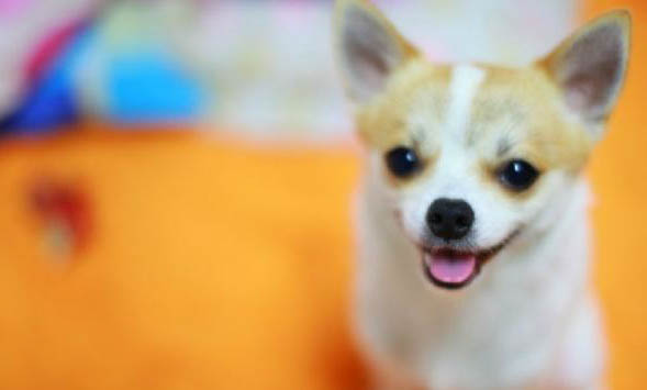 吉娃娃犬的价格是多少