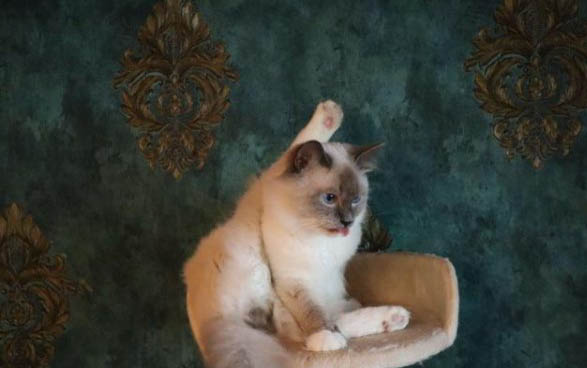 猫腮腺炎症状?