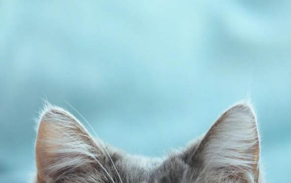 猫咪可不可以吃红薯呢