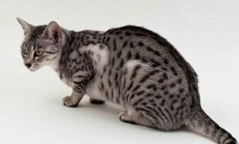 猫为什么老是乱拉尿？