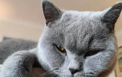 猫咪应激反应会发烧吗