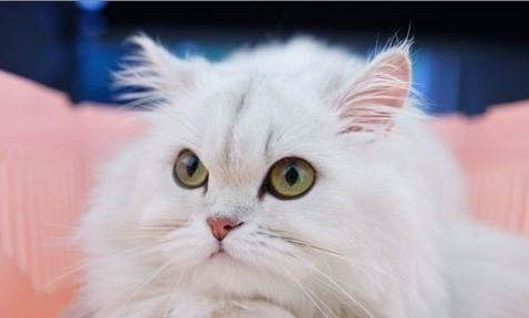 猫眼睛旁为什么会出现白色的东西