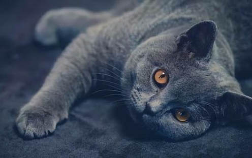 英短小猫有泪痕眼屎是什么原因?如何处理以及注意事项?