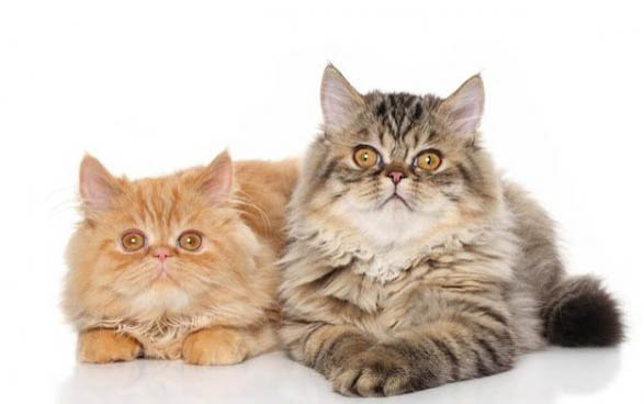 找不到小猫怎样可以找到小猫