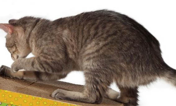 猫鼻支病毒在室内能存活多久