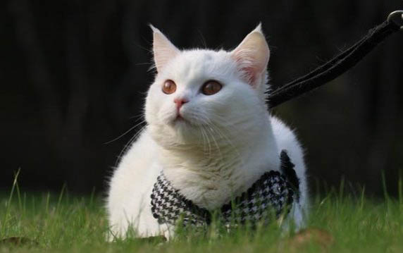 怎么判断自己猫毛过敏