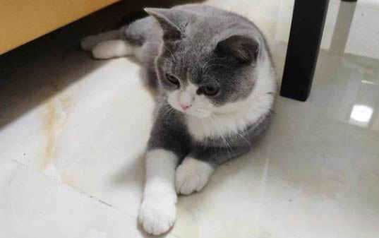 猫咪突然一直打喷嚏的原因及处理方法