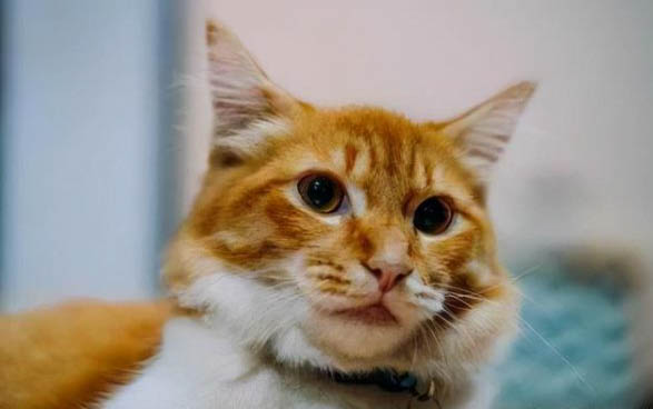 得了猫瘟的猫睡觉姿势