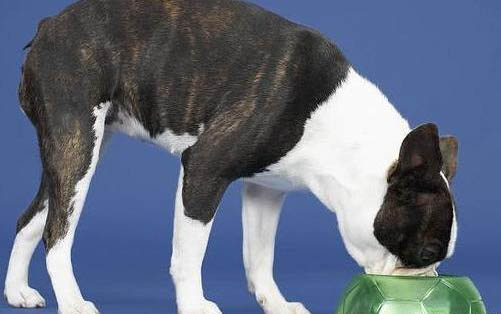 犬瘟单抗冷藏能保存多久