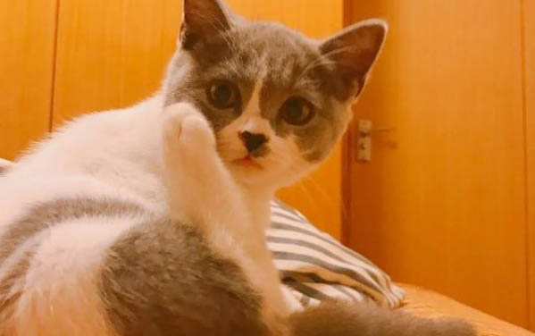 预防猫癣的妙招是什么