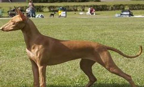 法老王猎犬一般多少钱一只