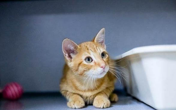 猫咪在房间空调开多少度最好