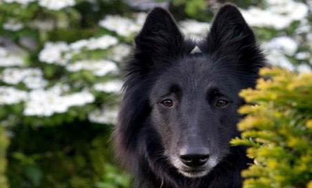 边境牧羊犬老喝水的原因及处理方法